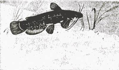 Рисунок рыба