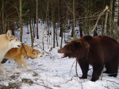Охота на медведя с собаками