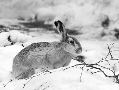 Фото зайца зимой