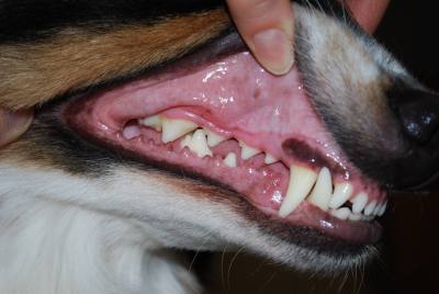 Зубы собаки фото