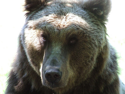 Фото злой медведь