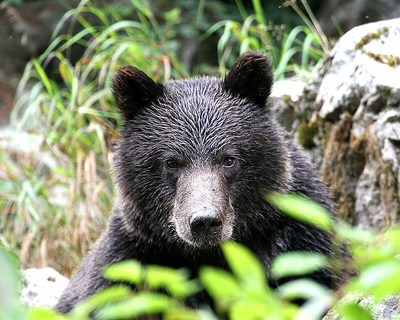 Фото медведя в лесу