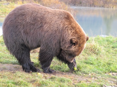 Бурый медведь фото