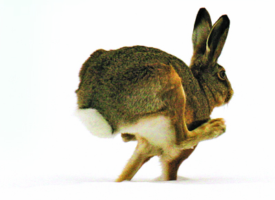 Зайца прыжок