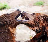 Борьба медведей