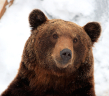 Защита от медведей