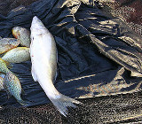 Рыбалка на судака зимой