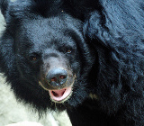 Гималайский медведь фото