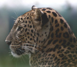 Леопард фото