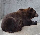 Медведь бурый фото