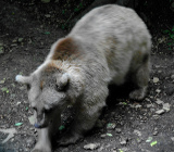 Медведь фото