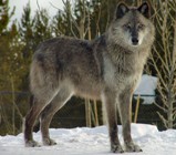 Волк зимой фото