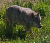 Молдавский волк