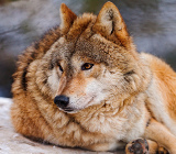Серый волк фото