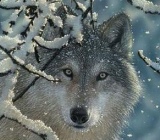 Волк зимой фото