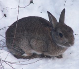 Заяц зимой в лесу