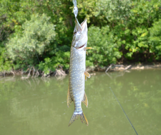 Рыбалка на реке: способы ловли и секреты успешного улова