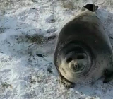 байкальский тюлень