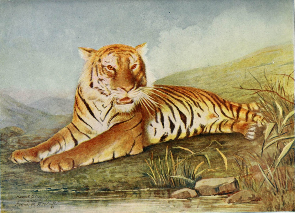 Тигры в Кульджинском paйоне. Часть первая