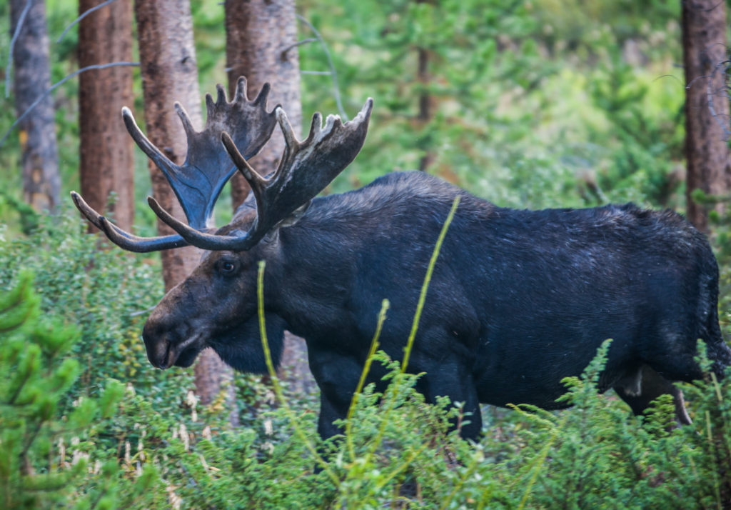В Тверской области браконьерская охота на лося привела к трагедии