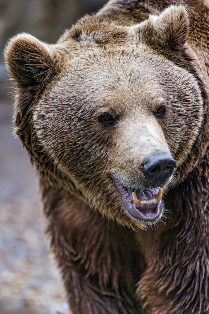 В «столице» Камчатки ведут охоту на неуловимого медведя