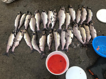 На Сахалине пресекают браконьерский лов ценной рыбы
