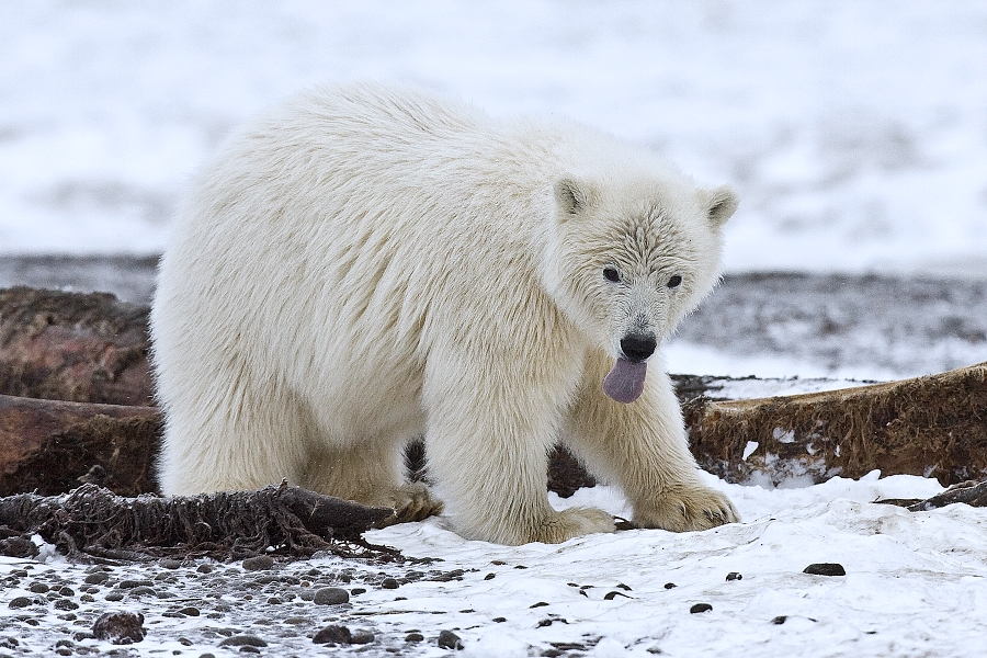 В Якутии белый медведь стал жертвой браконьера