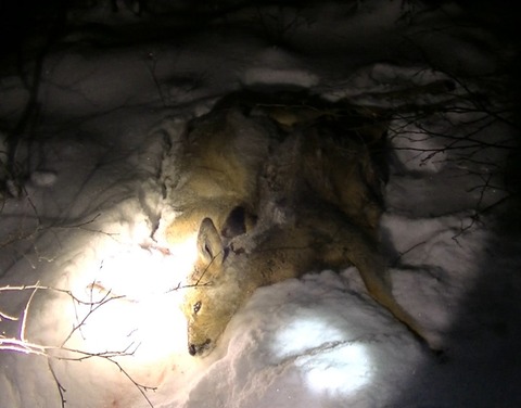 В Якутии браконьеры с фарами охотились на косуль