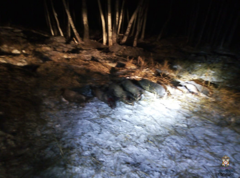 В Омской области раскрыта нелегальная охота на барсуков