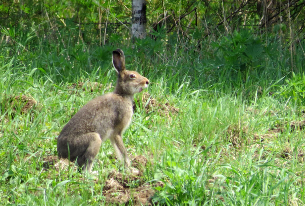 охота на зайца сроки в брянской области
