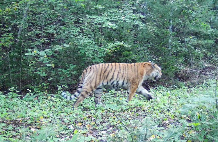 В Приморье поймали добывших тигра браконьеров