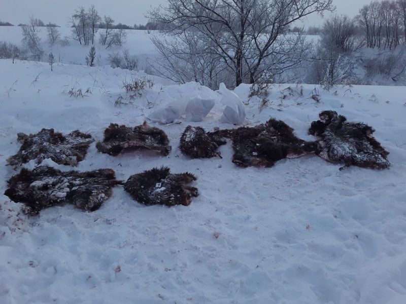 В Татарстане поймали участников незаконной охоты на кабанов