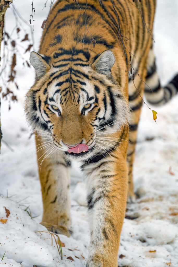 В Хабаровском крае произвели отстрел опасной тигрицы