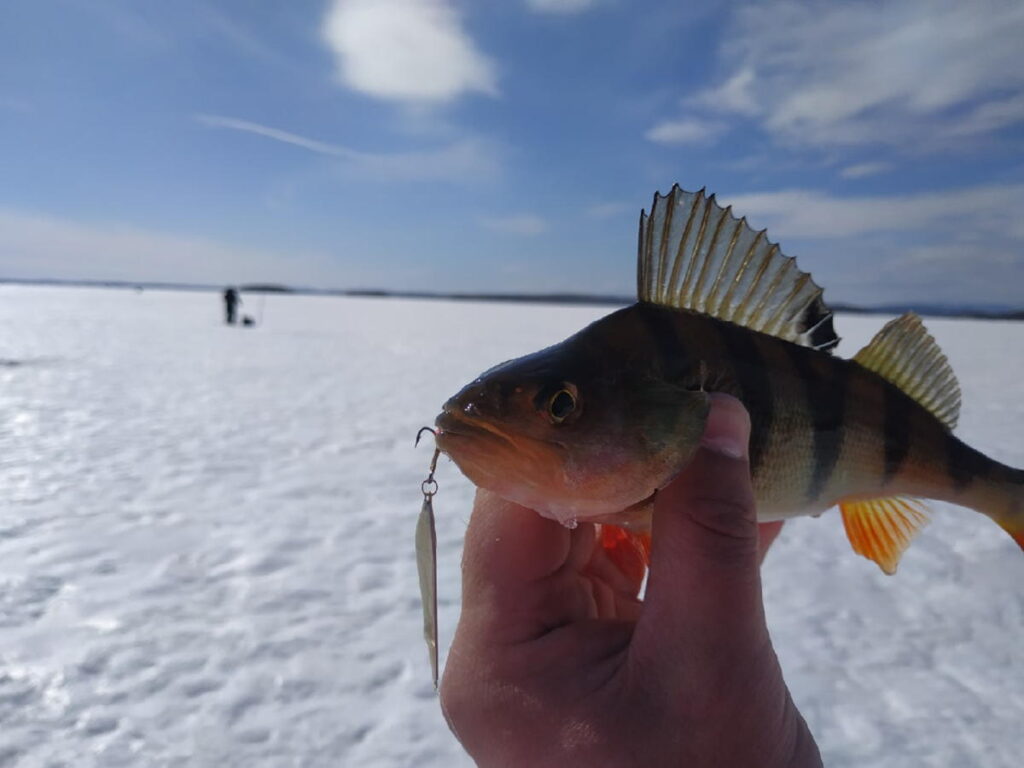 Рыбалка на озере Увильды зимой. Рыбалка на Увильды Челябинская. Байнауш озеро в Челябинской области. Рыбалка на Урале.