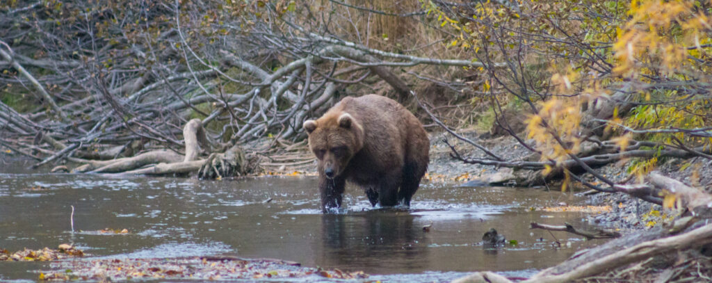 Сроки охоты на медведя-2023
