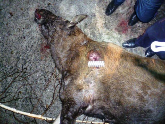 В Башкирии браконьеры отделались штрафом в 10 тыс. руб. за отстрел лосих