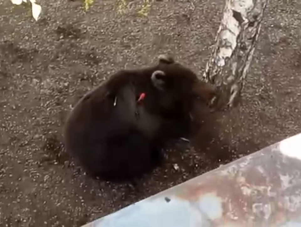 В Иркутской области медведь забрался в собачий питомник