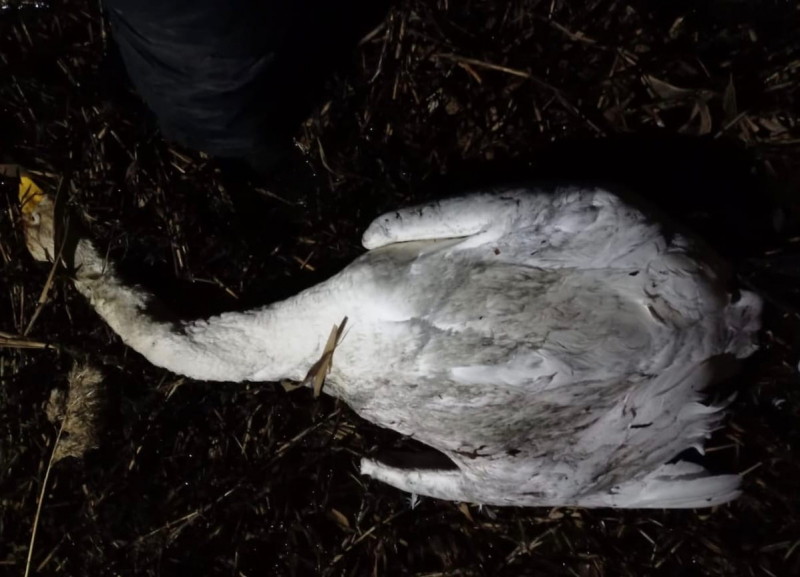 В Омской области раскрыта незаконная охота на краснокнижного лебедя