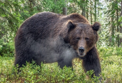 В Красноярском крае медведь напал на группу туристов