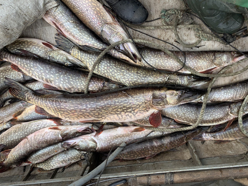 На Таймыре рыбаки попались на масштабном браконьерстве