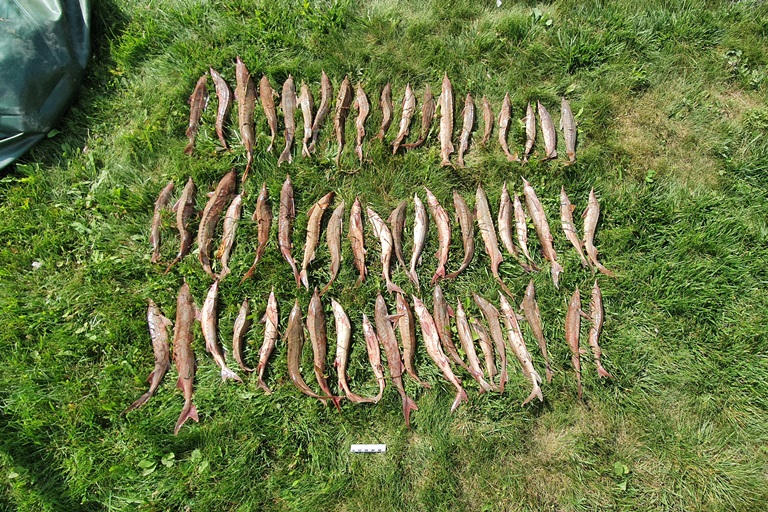 На Алтае браконьер выловил около 60 стерлядей