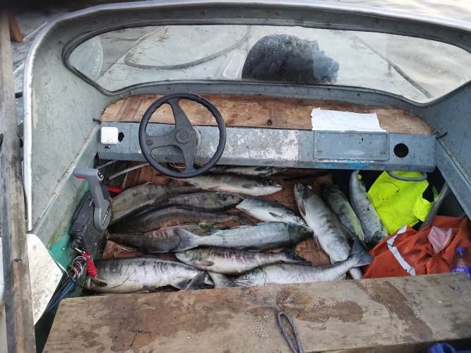 Жители Хабаровского края задержаны за незаконный лов лососевых