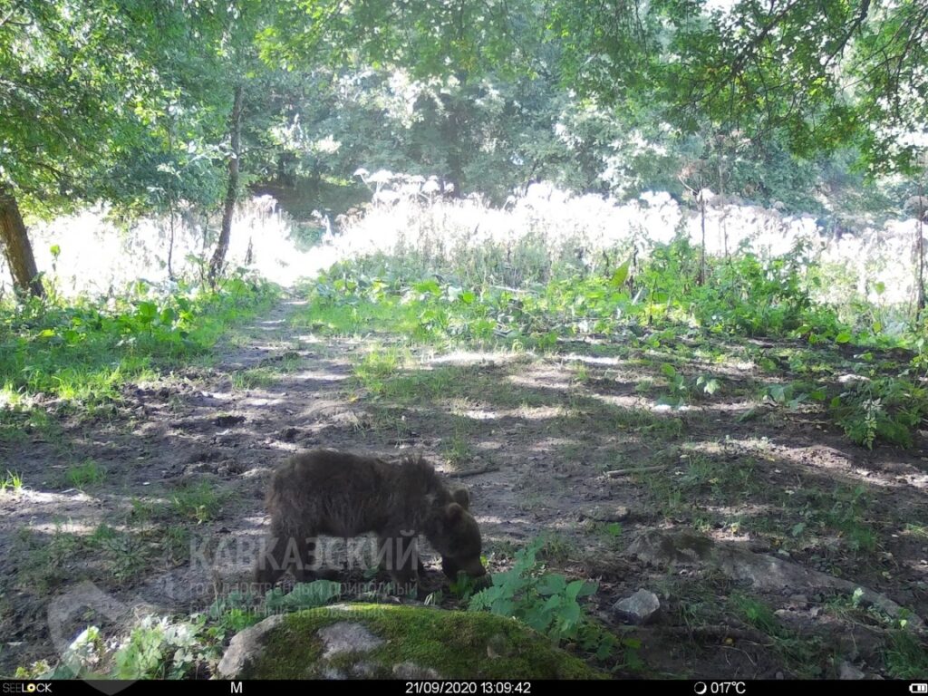 Медведь напал на стоянку туристов в горах Сочи