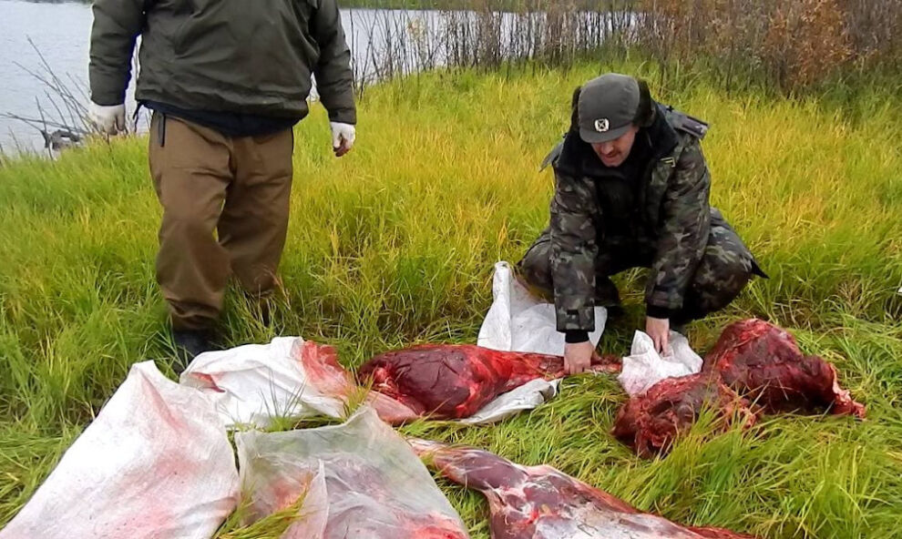 На Ямале браконьеры добыли двух лосей