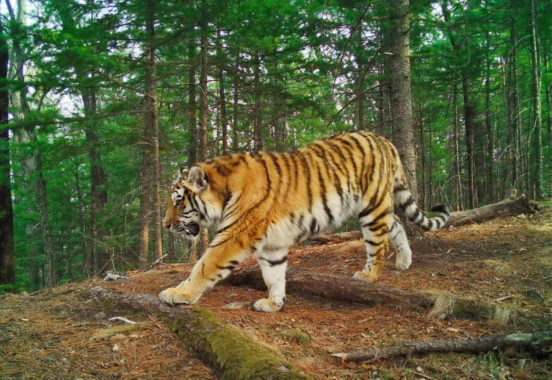 В Приморье до суда дошло дело о незаконном отстреле тигра