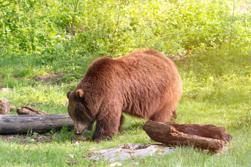 Вопрос о стоимости охоты на медведя