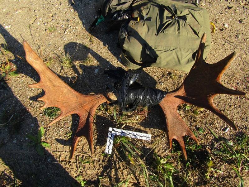 В Смоленской области выявили браконьерскую охоту на лося