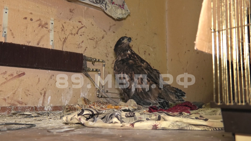 На Ямале полиция изъяла у браконьера краснокнижную птицу