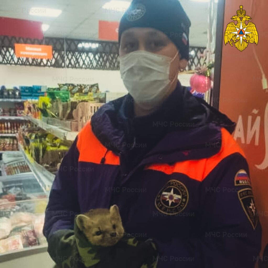 В Якутске спасли пробравшегося в магазин соболя