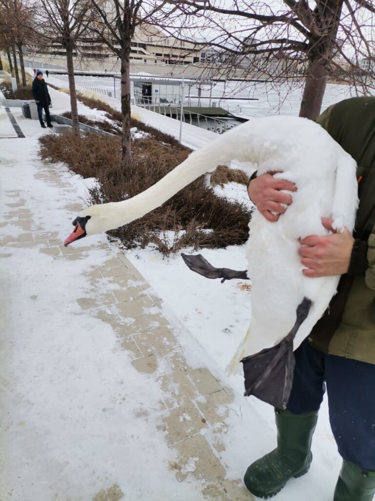 В Татарстане спасли редкого лебедя